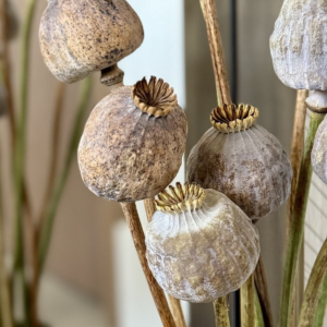Dutch Decorative Poppy Heads