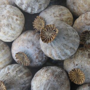 Turkish Decorative Poppy Heads
