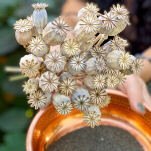 English Decorative Poppy Heads